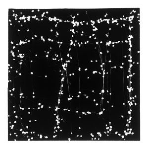 TENESH WEBBER  PORTFOLIO 1 2021-2025 BLACK AND WHITE PHOTOGRAM