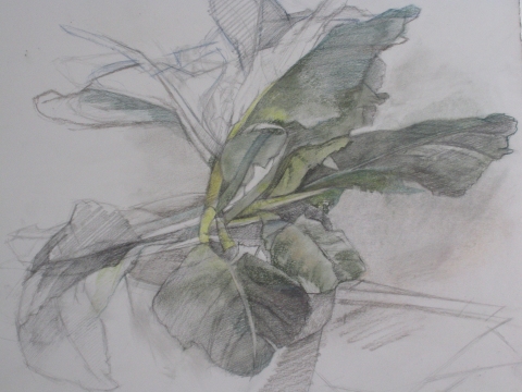 TINA ENGELS Drawings 