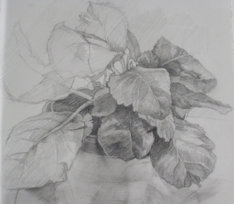 TINA ENGELS Drawings 
