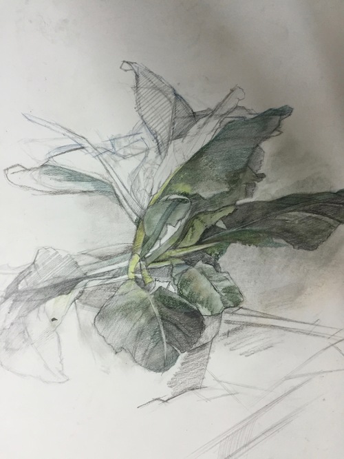 TINA ENGELS Drawings 