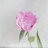Carousel artwork image 629