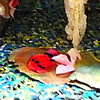 Carousel artwork image 1249