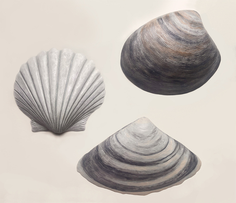 WallerFoushee Studios Seashells 