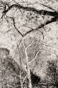Willa Cox Clouds, Trees, and Rocks ink on paper