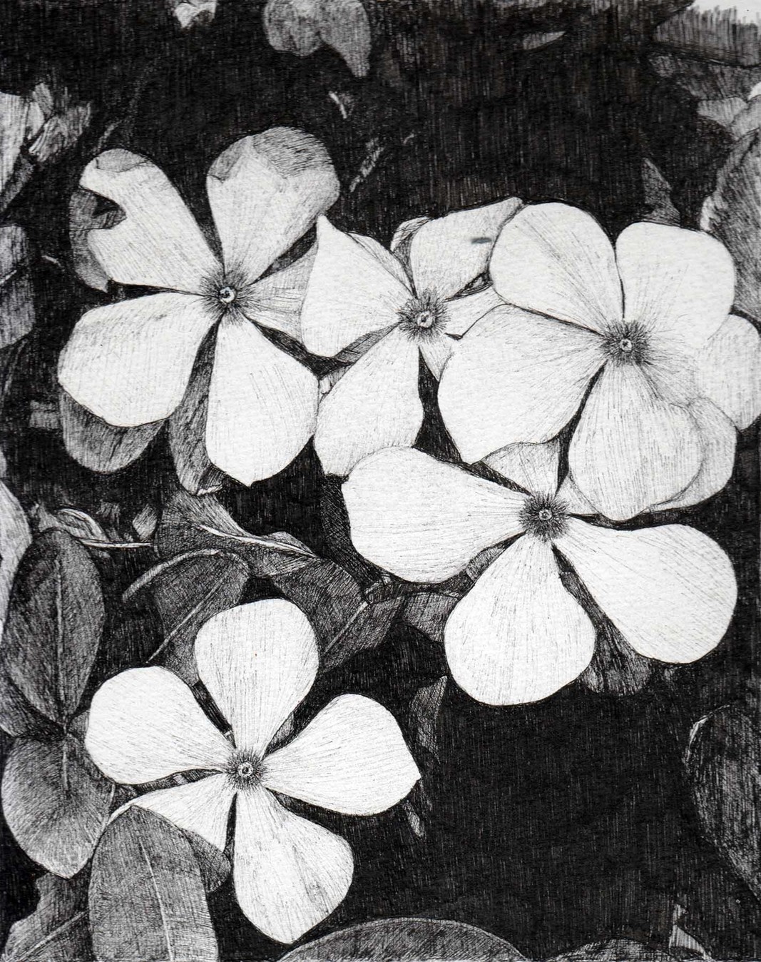ALEX SAX : Paintings and Drawings : Flora & Fauna (b&w)