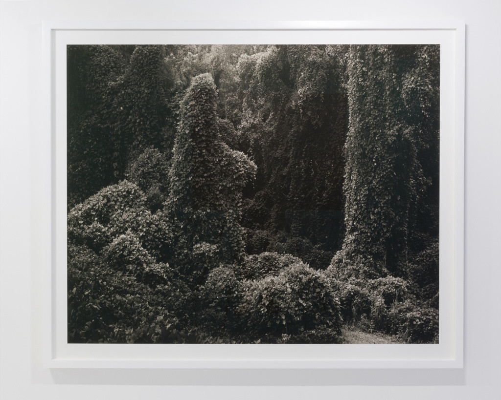 TURN : Past : Helene Schmitz - Kudzu Project