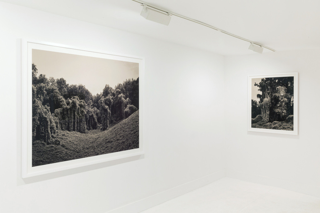 TURN : Past : Helene Schmitz - Kudzu Project