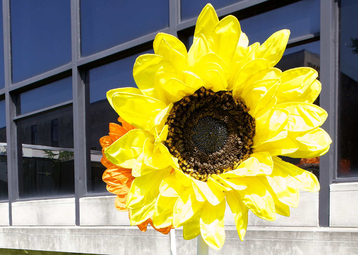 Daina Shobrys : Sunflowers