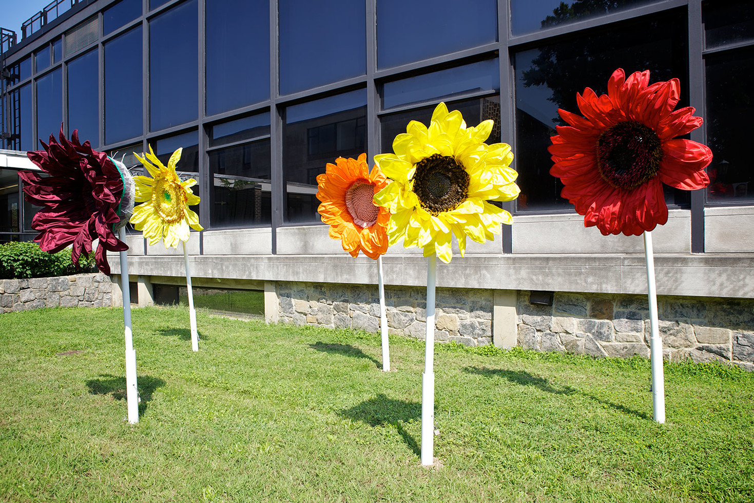 Daina Shobrys : Sunflowers